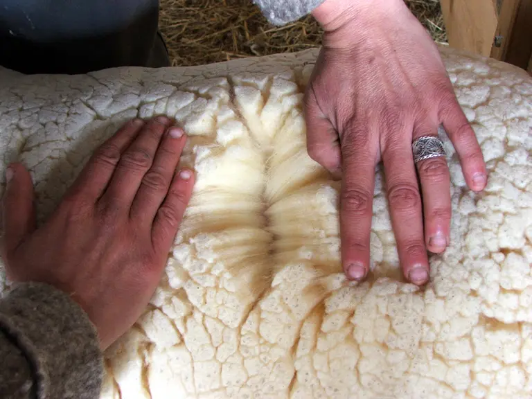 L'évaluateur doit relever la finesse de la laine, l'homogénéité des fibres et la longueur des mèches pour chaque race ovine.