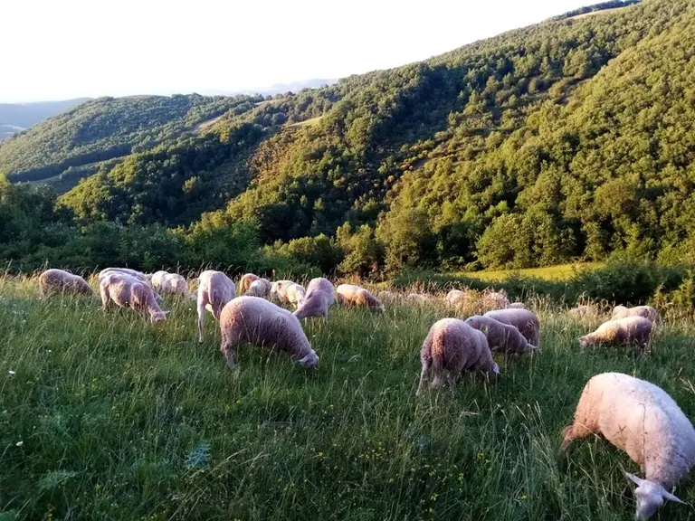 Les 100 hectares en zone de montagne du siège de l'exploitation ne suffisent pas à alimenter le troupeau et les jeunes femmes transhument chaque été e