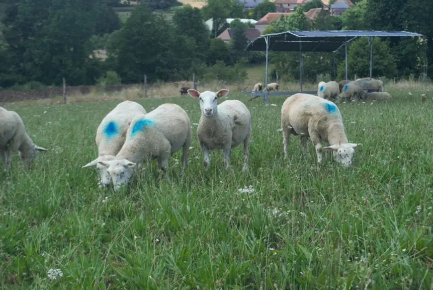 Les mesures des œufs de strongles dans les crottes et les tubes digestifs ne montrent pas de diminution importante avec le pâturage de la chicorée, du