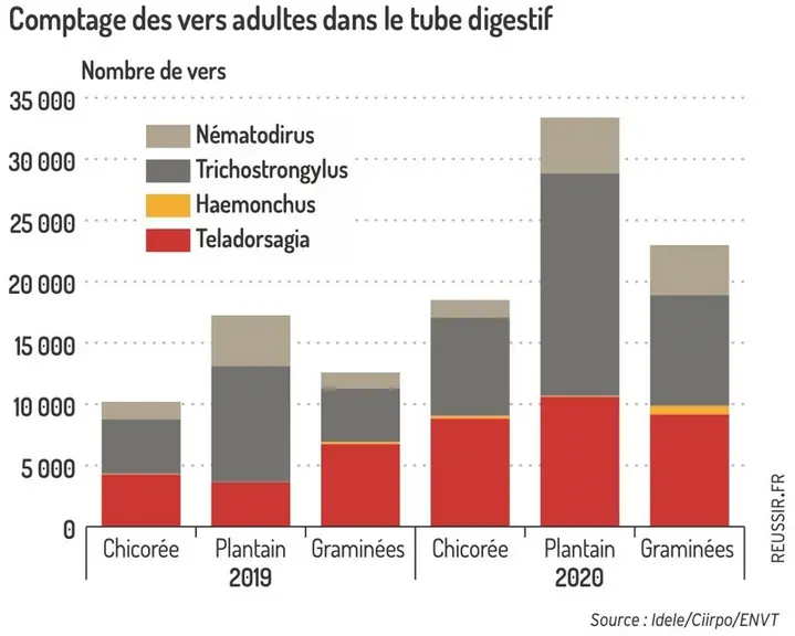 Les plantes dites « à tanins » ne remplacent pas un traitement chimique pour contrer les parasites internes des ovins
