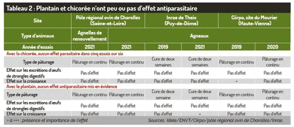 Les plantes dites « à tanins » ne remplacent pas un traitement chimique pour contrer les parasites internes des ovins