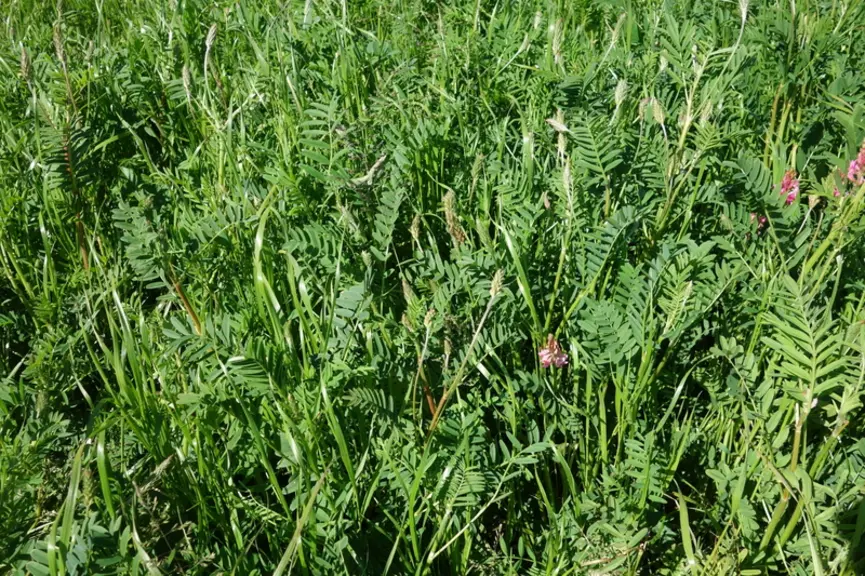 Le sainfoin peut être pâturé même si c’est avant tout une plante de fauche.