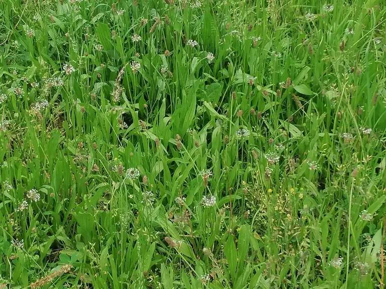 Le plantain est essentiellement une plante d’association.