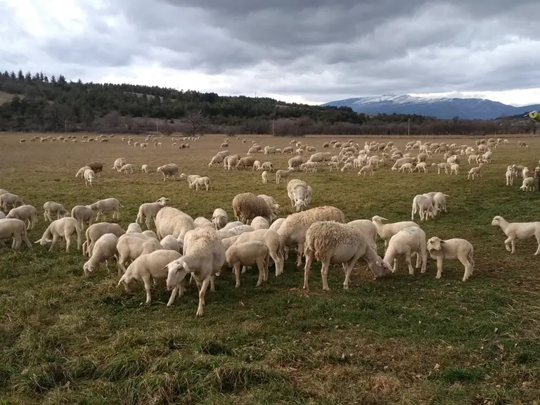 Les brebis sont au pâturage dès que le temps le permet afin de tirer un maximum de bénéfice de la pousse de l'herbe.
