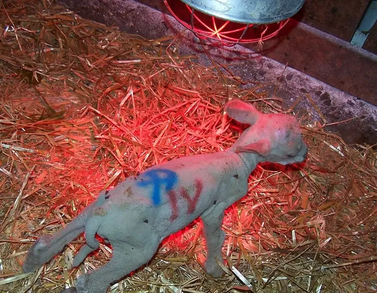 10 - Agneau en sous-poids à la naissance. © P. Autef
