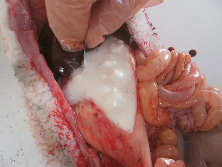9 - Présence de lait non digéré et de quelques amas de lait caillé. © P. Autef