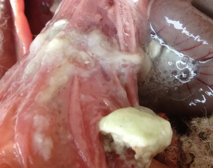 8 - Caillette avec amas de lait coagulé, la digestion a commencé. © P. Autef