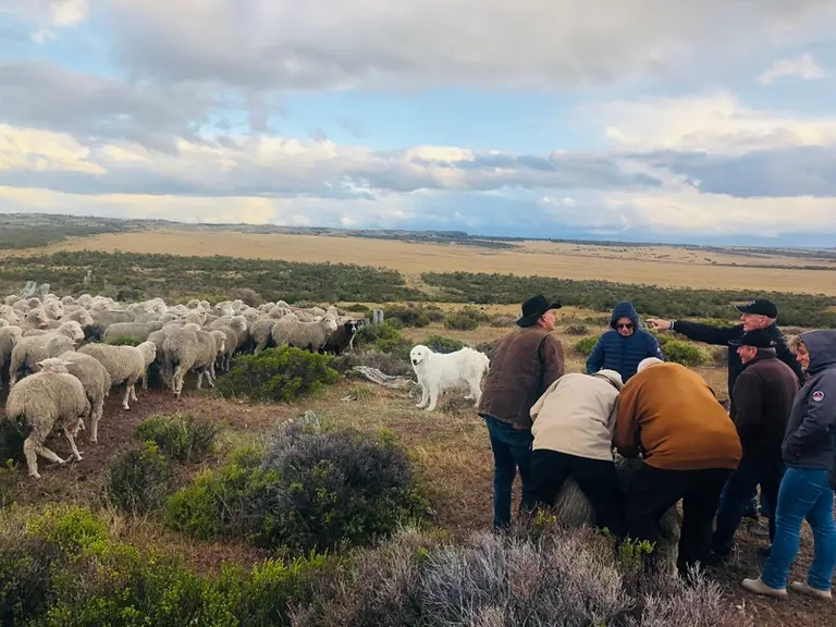 Pour défendre les troupeaux ovins face aux nombreux prédateurs (pumas, renards et chiens errants), les éleveurs s'équipent de chiens de protection.