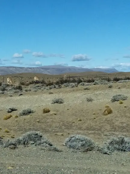 Toutes les parcelles sont clôturées avec 7 fils lisses et un filbarbelé en haut pour les Guanacos. Un piquet planté tous les 10 mètres et un piquet éc