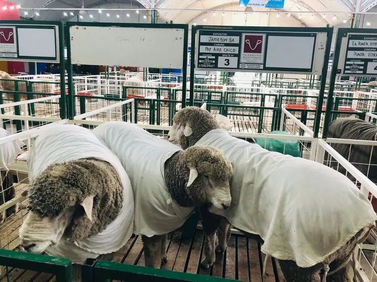 La foire aux reproducteurs a permis aux éleveurs français d'avoir un aperçu de la qualité des béliers sur le marché.