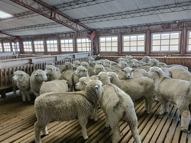 Les Mérinos sont élevés pour leur laine et les Corriedales pour la viande.