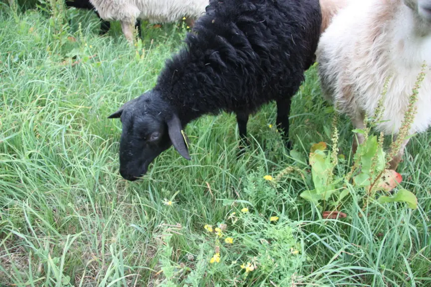 Le sous-pâturage peut être néfaste à la pérennité de la prairie. Une fois le couvert végétal supérieur à 15 cm de hauteur, la prairie va commencer à p