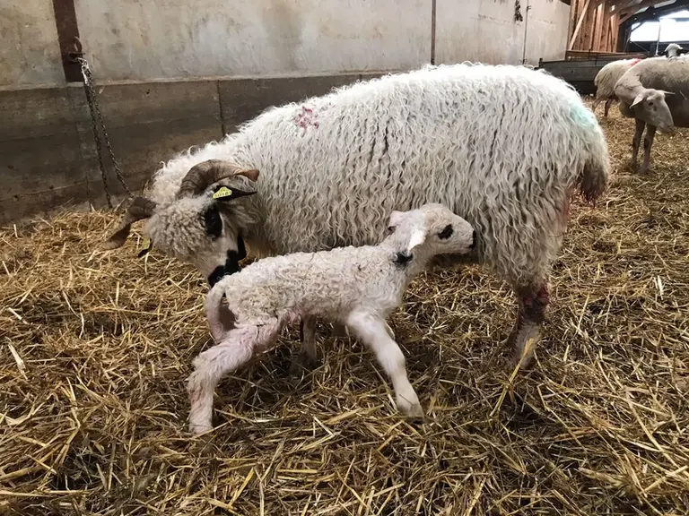 La Thônes et Marthod est intéressante pour son aptitude à produire du lait et de la viande mais son instinct maternel très fort rend sa conduite délic