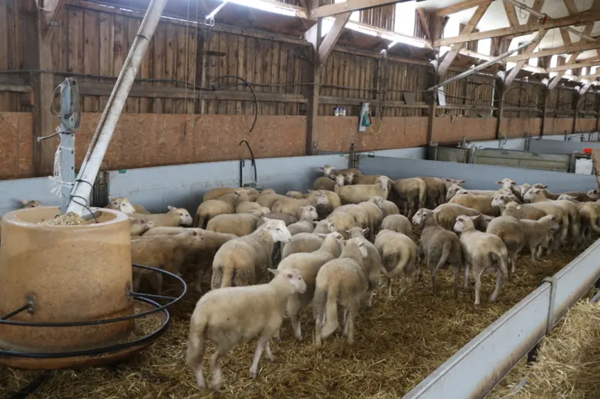 Les agneaux issus du croisement Blanche des Causses x race bouchère (berrichon ou mouton vendéen) présentent une belle rondeur de carcasse, appréciée