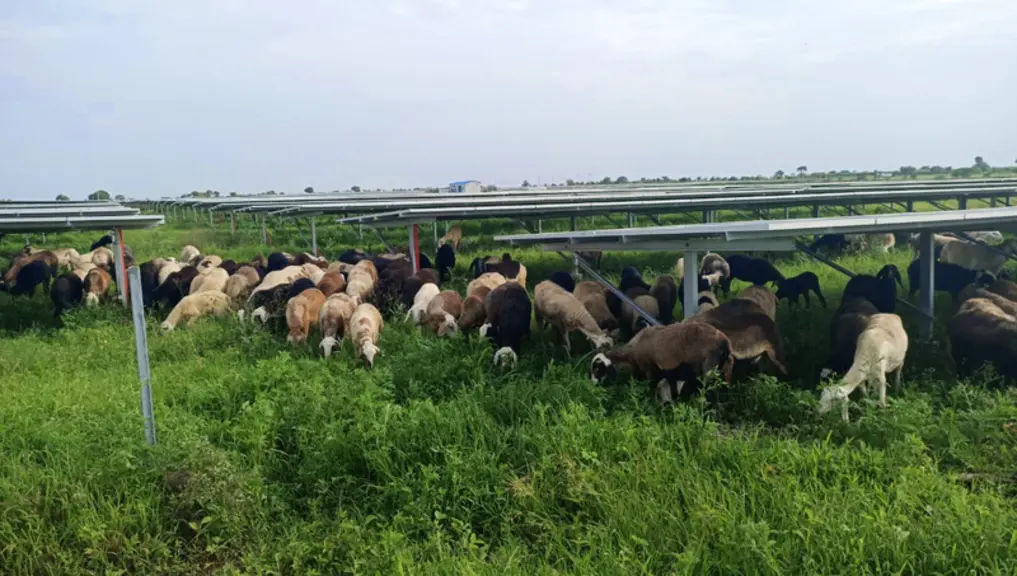 L’agrivoltaïsme rayonne à Tech-Ovin