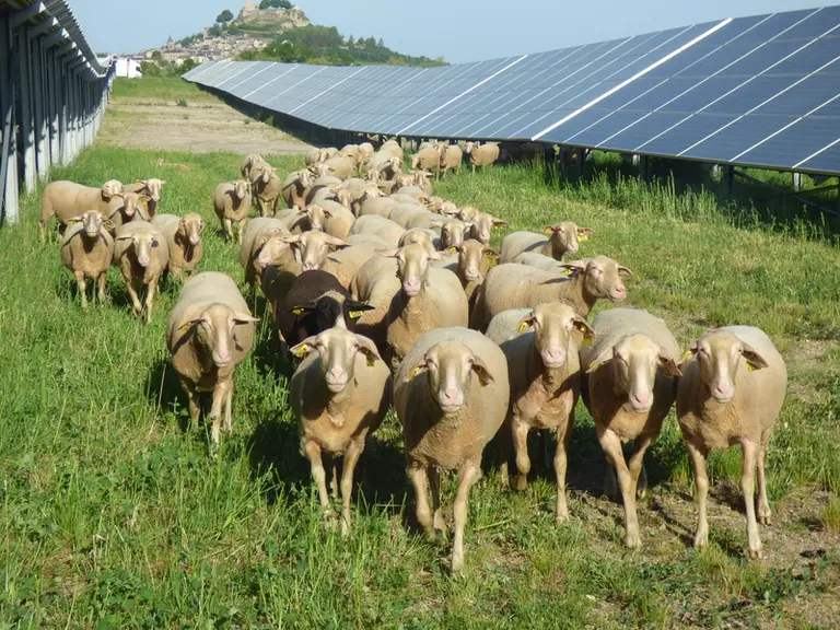 L’agrivoltaïsme rayonne à Tech-Ovin