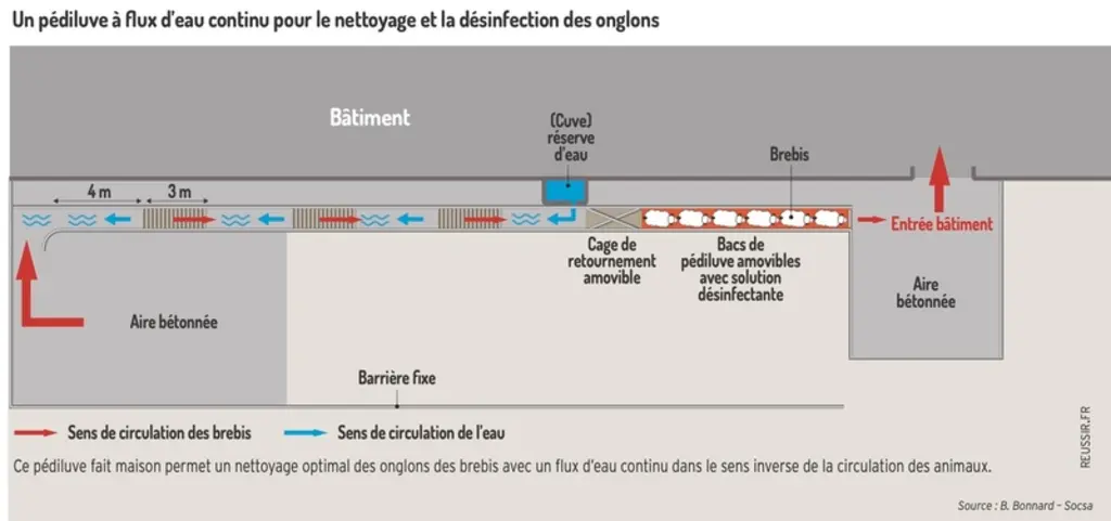 Un pédiluve idéal pour la maîtrise des boiteries chez les ovins