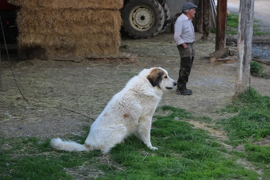 Chien de protection des troupeaux avec son berger sur une exploitation agricole.