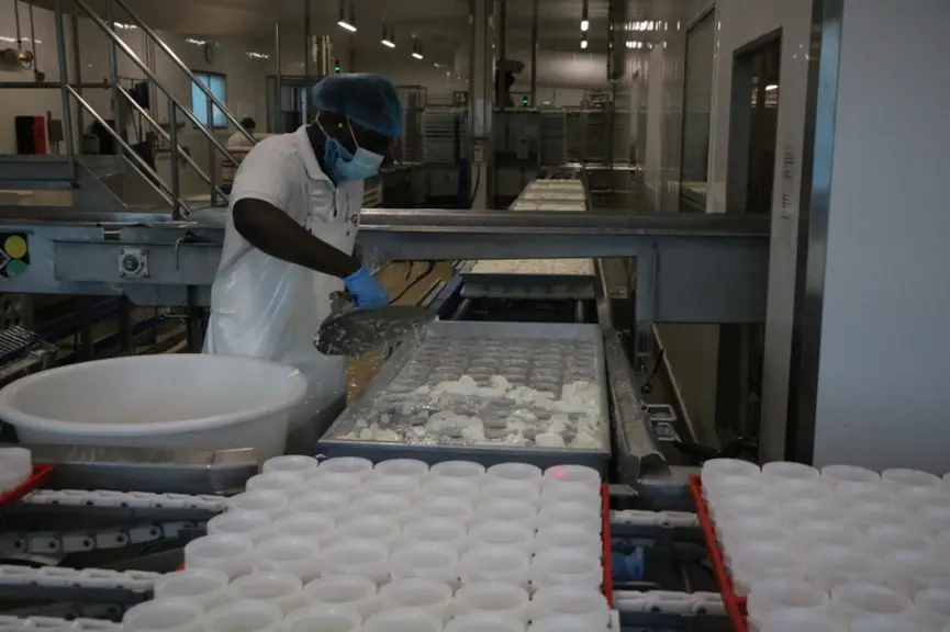 Sur le site de production breton, on fabrique à la fois des produits au lait de vache, de brebis et de chèvre, en bio ou en conventionnel.