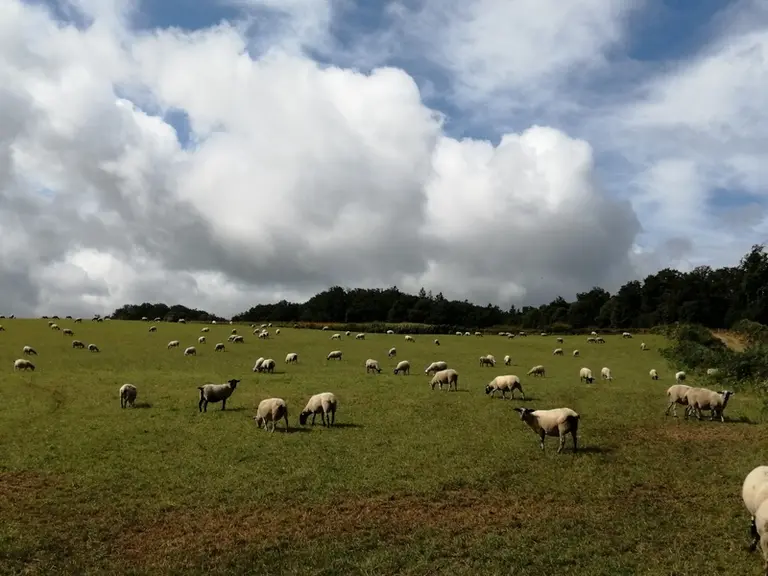 Avec une déccélération du rythme des agnelages et davantage de production saisonnée, la conduite du troupeau est moins gourmande en concentrés et four