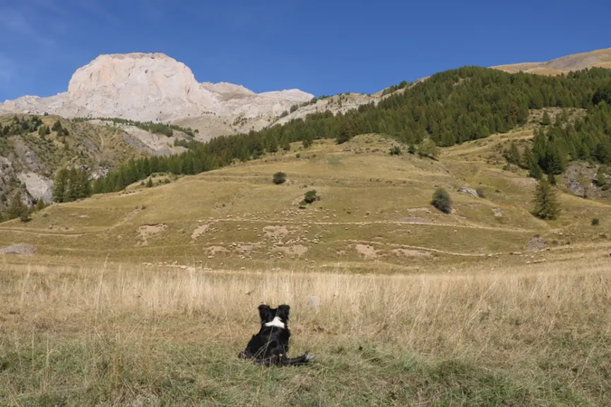 La quatrième édition de la semaine européenne des races locales des massifs s'est tenue dans la vallée de l'Ubaye, dans les Alpes de Haute-Provence, h