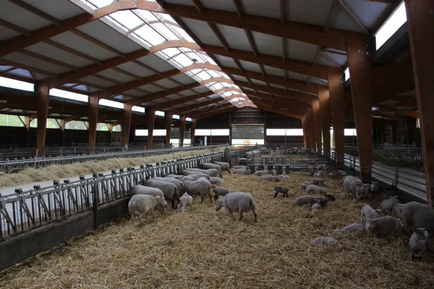 La bergerie de 2 700 m²  accueille 600 brebis et l’engraissement des agneaux.