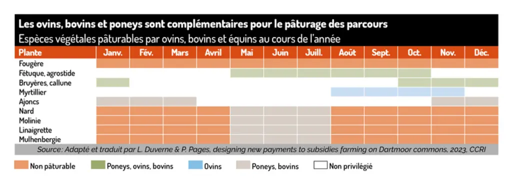 Un Brexit mouvementé pour les éleveurs ovins pastoraux anglais