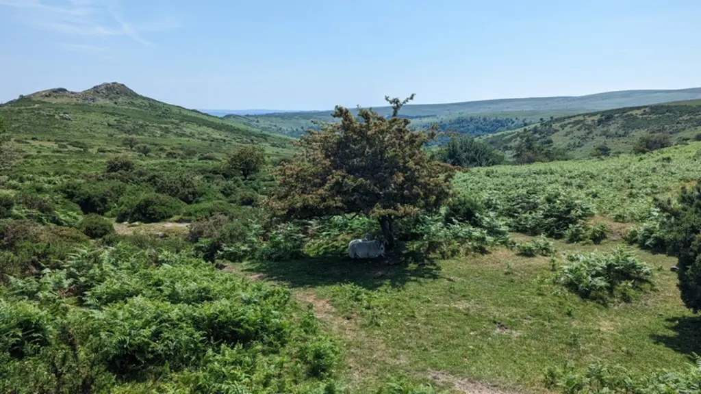 Les fougères et ajoncs envahissent les parcours, masquant les vestiges préhistoriques et abritant de nombreuses tiques.
