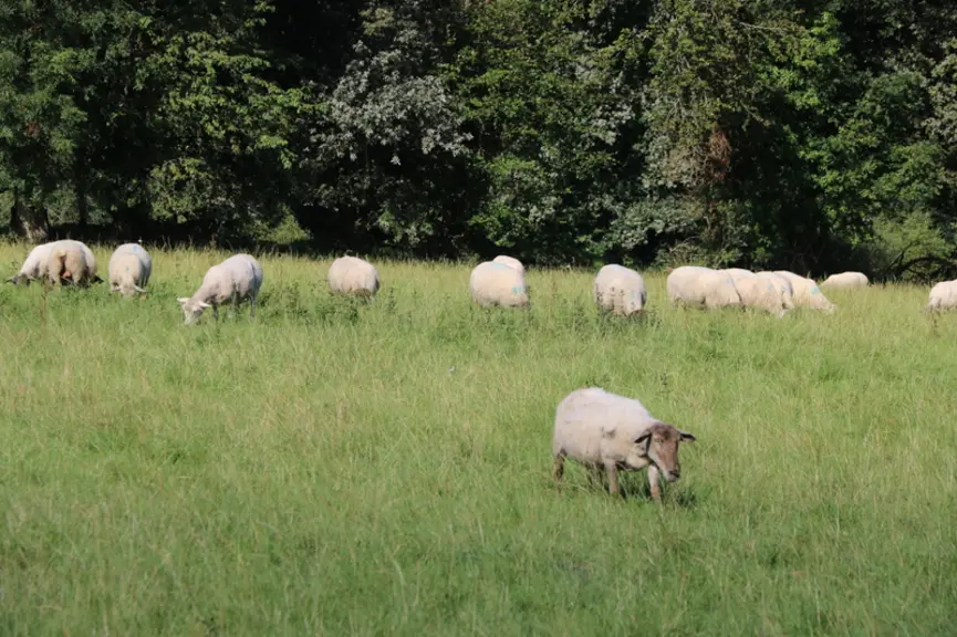 L'impantation de haies a de nombreuses aménités positives :  stockage du carbone, production de plaquettes et de bois énergie et éventuellement de fru