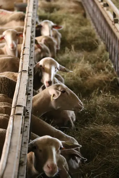 Améliorer l'autonomie protéique, optimiser la reproduction et les performances zootechniques sont des leviers pour réduire l'impact carbone de l'éleva