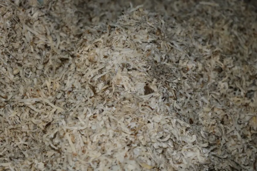 La pulpe de betterave sucrière, riche en énergie, devient trop chère pour les éleveurs depuis qu'elle est utilisée en méthanisation.