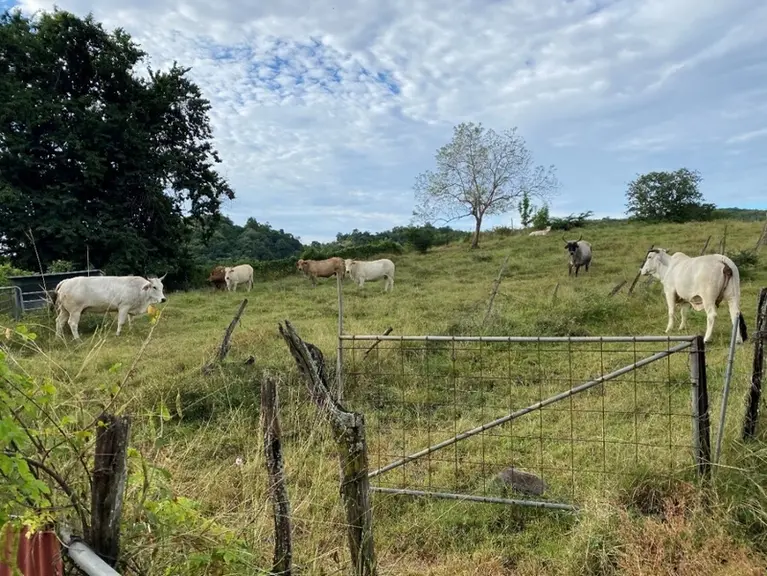 Bovins en Martinique