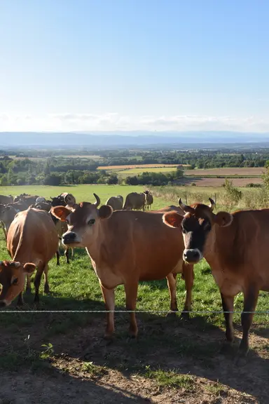 Le pâturage consécutif ou simultané des bovins et des ovins permet de casser le cycle des parasites.