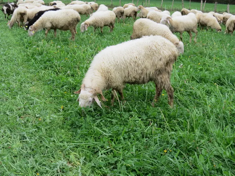 La démarcation visible dans l'herbe témoigne de l'ouverture d'un nouveau parc.