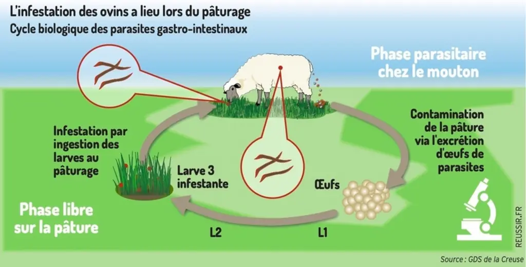 Faire face à la montée en puissance de la résistance aux antiparasitaires en ovin