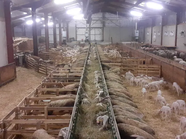 La stabulation des vaches allaitantes a été entièrement remaniée pour accueillir l'ensemble du cheptel ovin.