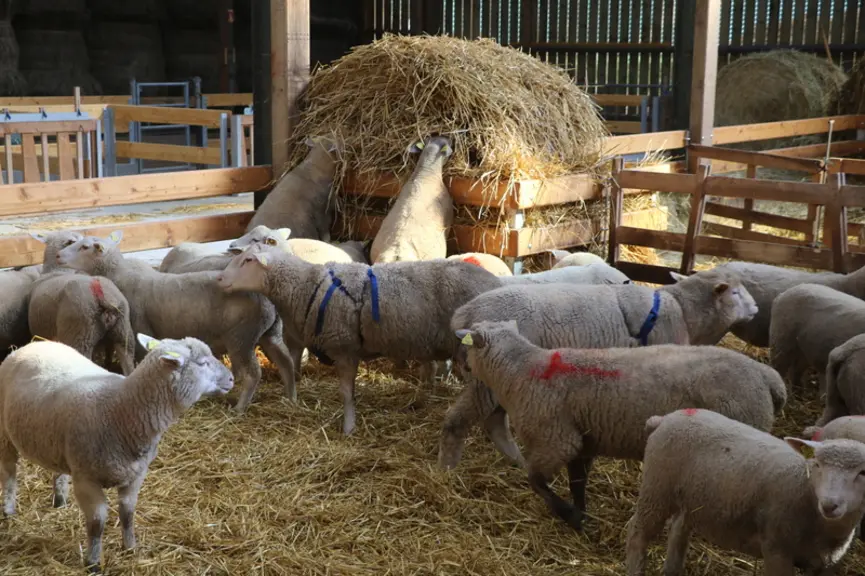 Un bélier vasectomisé équipé d'un tablier marqueur va permettre d'identifier les brebis en chaleur.