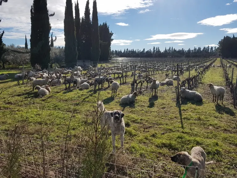 Elsa Curbières, vigneronne dans l'Aude, apprécie le passage des brebis dans ses vignes.