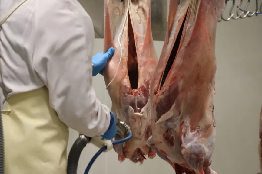 En France, il y a une renommée et un savoir-faire inégalés sur l'abattage et le parage des carcasses. Ici, l'opérateur passe de la vapeur sur la carca