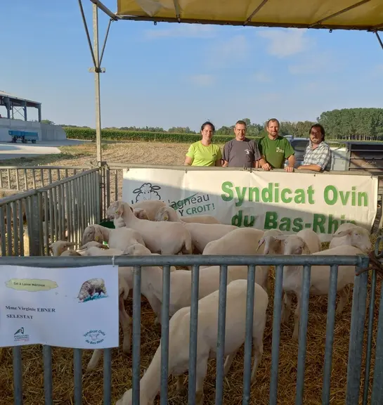 Le syndicat ovin du Bas-Rhin compte suffisamment d'adhérents pour bénéficier du soutien de la FNO tout en  étant indépendant.
