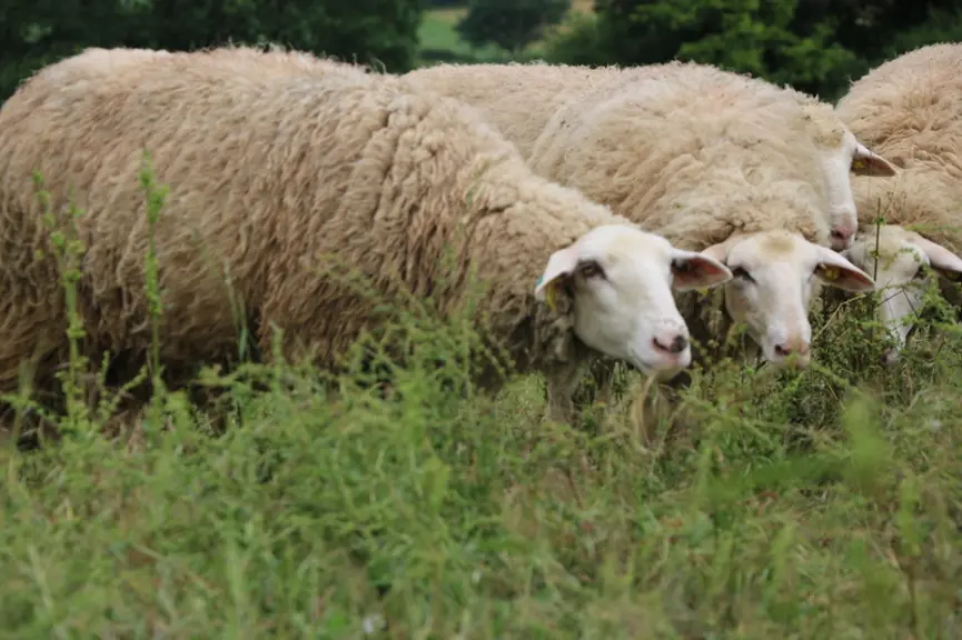 Les notions de transition agroécologique et adaptation au changement climatique ont toute leur place dans la problématique du renouvellement des génér