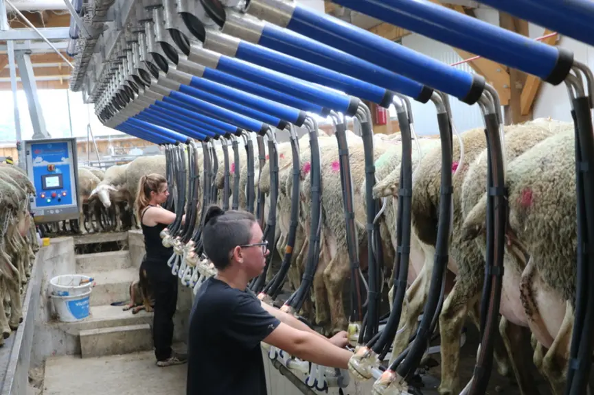 Les éleveuses font davantage de tâches répétitives comme celles de la traite ou de la fromagerie, augmentant le risque de troubles musculosquelettique