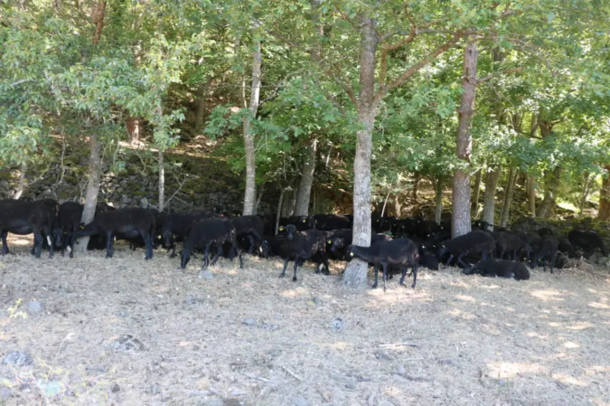 Brebis pâturant en sous-bois.