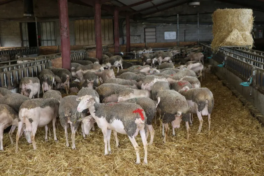 La période de lactation aurait un impact sur l'efficience alimentaire des brebis laitières.
