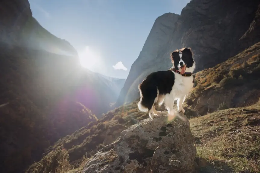 Chien équipé d'un collier GPS