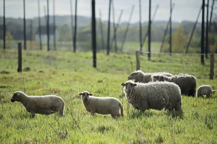 moutons Belle-Île dans la houblonnière