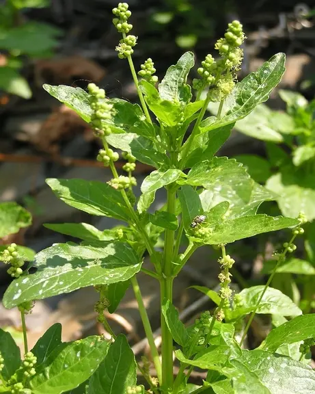 La mercuriale annuelle