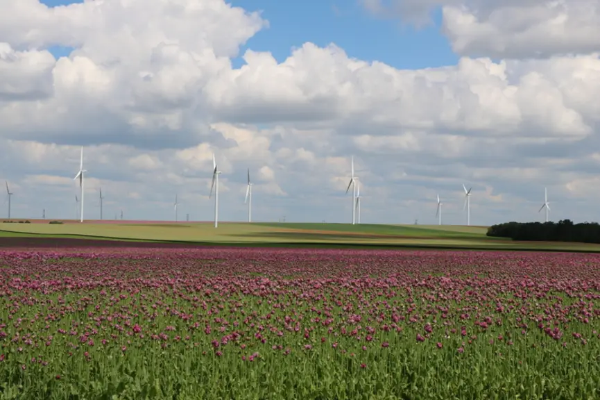 Champ de pavot et éoliennes