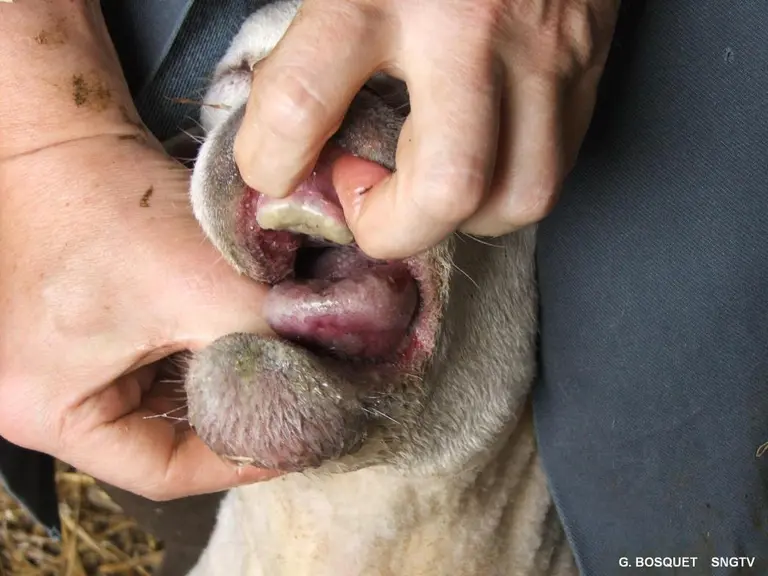 langue de mouton atteint de FCO