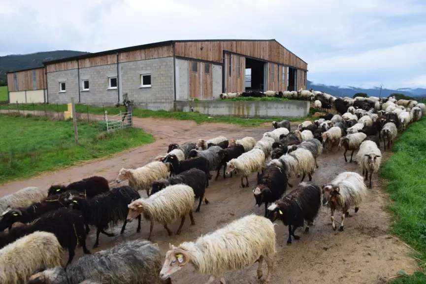 Brebis corses